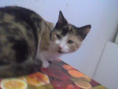 Lea, gattina cucciola mantello calico