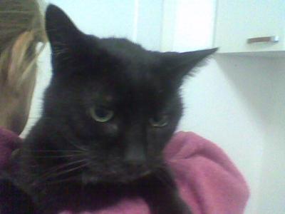 Chicco gattone nero buonissimo