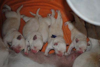 cuccioli labrador biondi