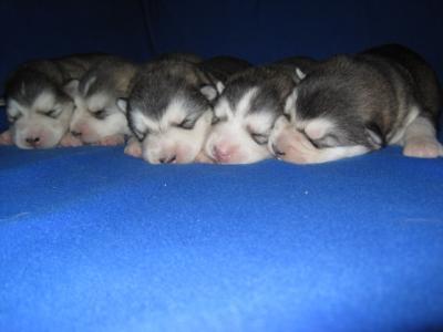 Cuccioli di Alaskan Malamute