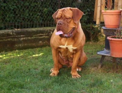Allevamento amatoriale dogue de bordeaux
