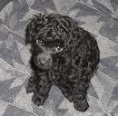 CUCCIOLI BARBONCINO NANO