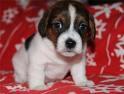 CUCCIOLI JACK RUSSEL
