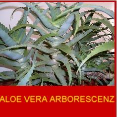 piante di aloe vera arborescens