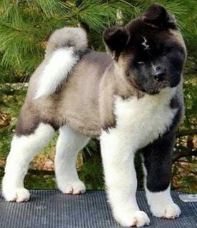 Cuccioli di akita-inu per adozione ( maschio e femmina )