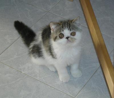 cuccioli di Exotic shorthair