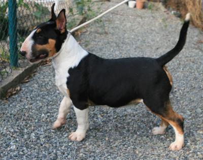 BULL TERRIER