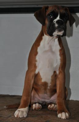 ALLEVAMENTO BOXER DELLA VALLE DEI SENSI