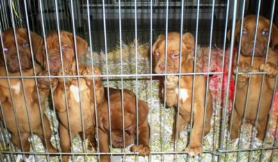DOGUE  DE  BORDEAUX