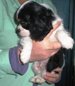 CAVALIER  KING