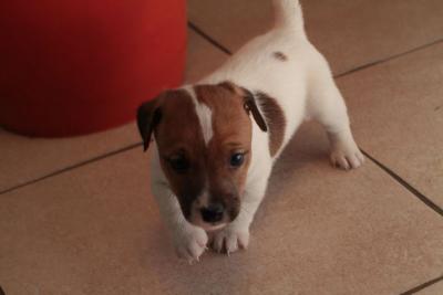 Jack russell