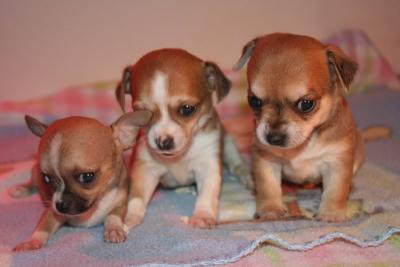 CHIHUAHA - vendo cuccioli di chihuaha