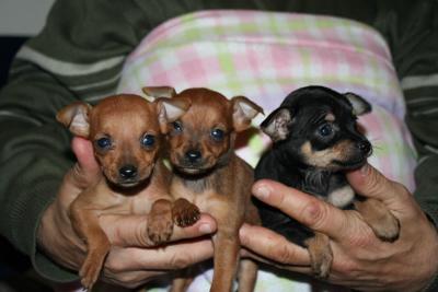 PINSCHER NANI - vendo stupendi cuccioli di pinscher nano