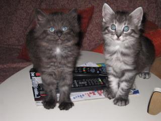 VENDO CUCCIOLI NORVEGESE DELLE FORESTE