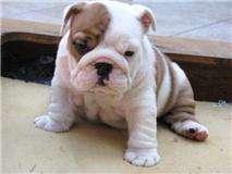  cuccioli di bulldog englese composta da 3 femmine