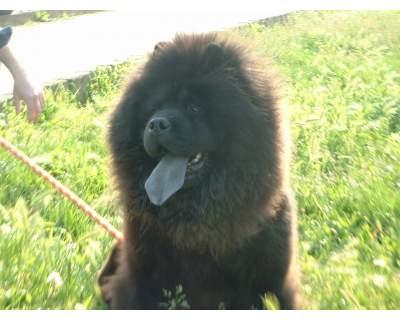 CHOW CHOW CUCCIOLI -  femmina   rossa � nata in famiglia