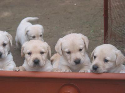 Cuccioli di Labrador