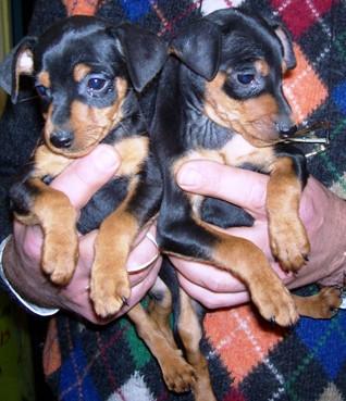 PINSCHER