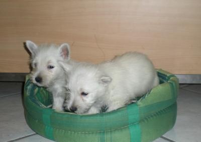 WEST  HIGHLAND  WHITE TERRIER