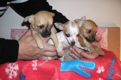 CHIHUAHUA - vendo cuccioli di chihuahua pelo corto