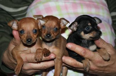 PINSCHER NANI - vendo stupenda cucciola di pinscher nano
