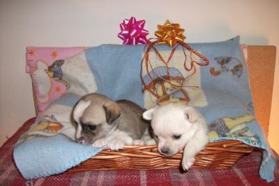 CHIHUAHUA - vendo cuccioli di chihuahua pelo lungo 