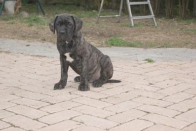 CUCCIOLI DI CANE CORSO