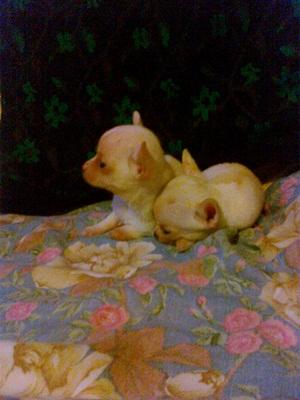 chihuahua vendo