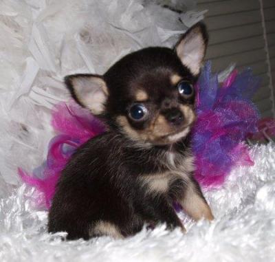 Regalo Charme Chihuahua cuccioli per Natale!!!