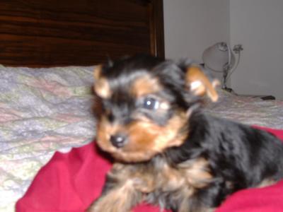 Yorkshire Terrier