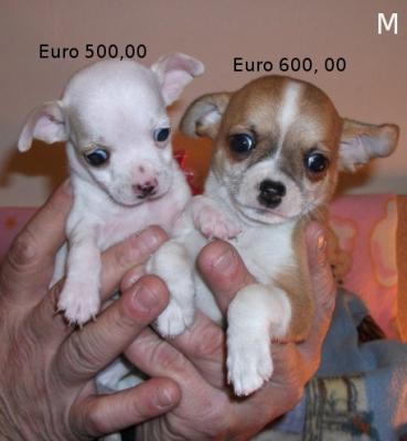 CHIHUAHUA -  Per Natale regalati tutta la dolcezza di un cucciolo!!!