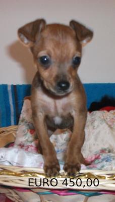 PINSCHER NANO - Per Natale regalati tutta la dolcezza di un cucciolo!!! 