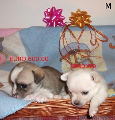 CHIHUAHUA -  Per Natale regalati tutta la dolcezza di un cucciolo!!! 