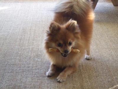 Bella cuccilo pomerania in vendita 230euros