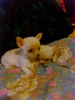 chihuahua vendo