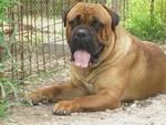 ALLEVATORE PRIVATO VENDO CUCCIOLI DI BULLMASTIFF E DOGO ARGENTINO