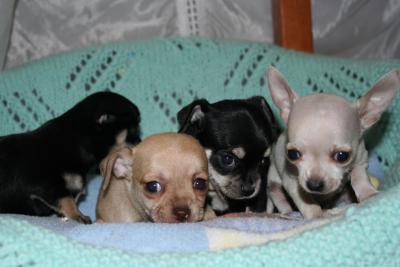  CHIHUAHA - vendo cuccioli di chihuaha