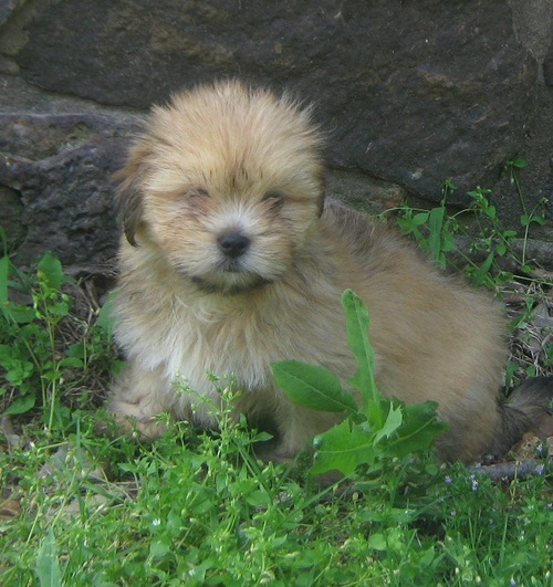 Regao cuccioli  LHASA Apso