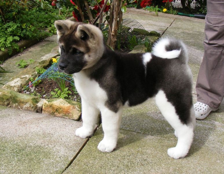 Tre cuccioli di akita pronti per nuove case