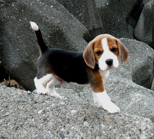 Dispongo di bellissimi cuccioli di beagle elisabeth di taglia