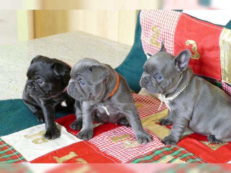 Dolce cuccioli di bulldog francese