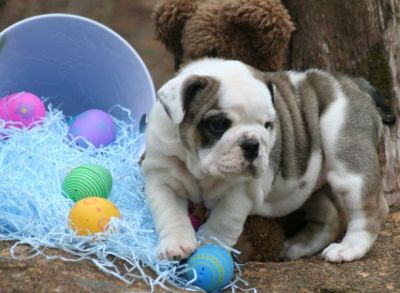REGALO BULLDOG INGLESE CUCCIOLI.