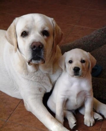  cuccioli di golden retriever  ( per regalo )