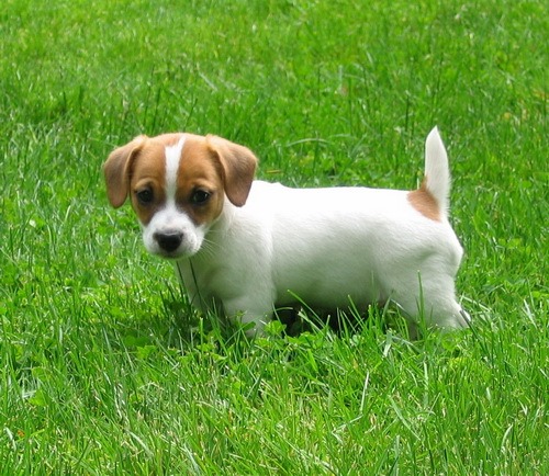 Stupendi cuccioli di Jack Russell