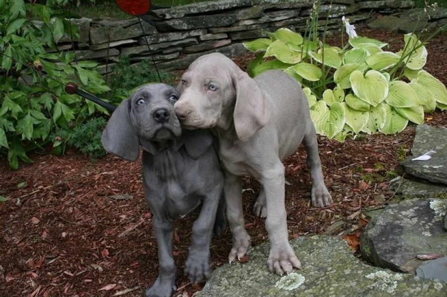 Regalo Cucciolata di weimaraner