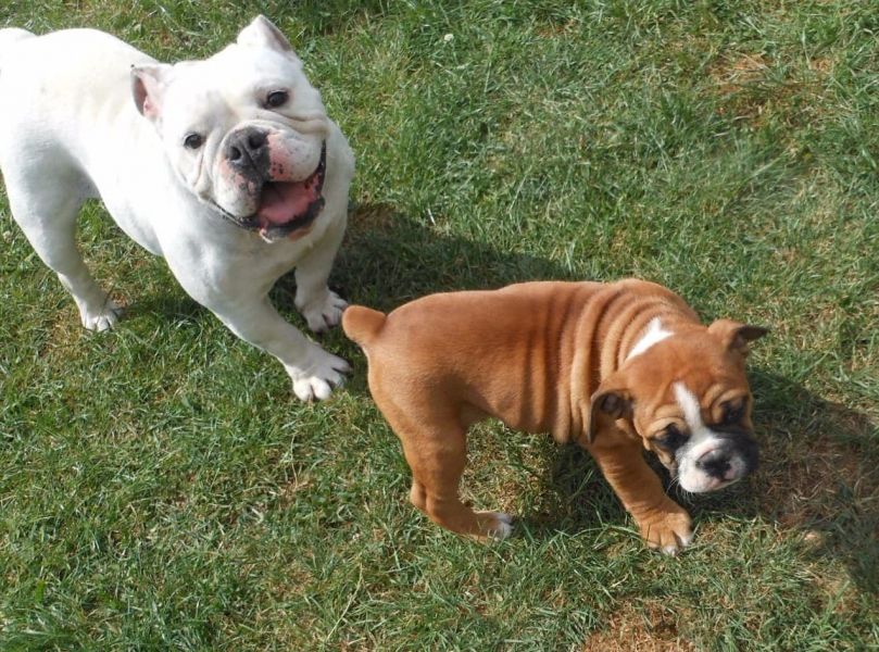  cuccioli di bulldog inglise  ( per regalo )
