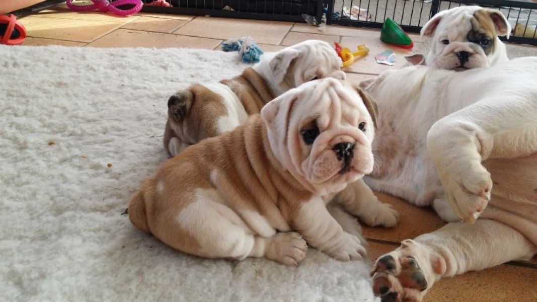 Regalo Bulldog inglese cuccioli disponibili