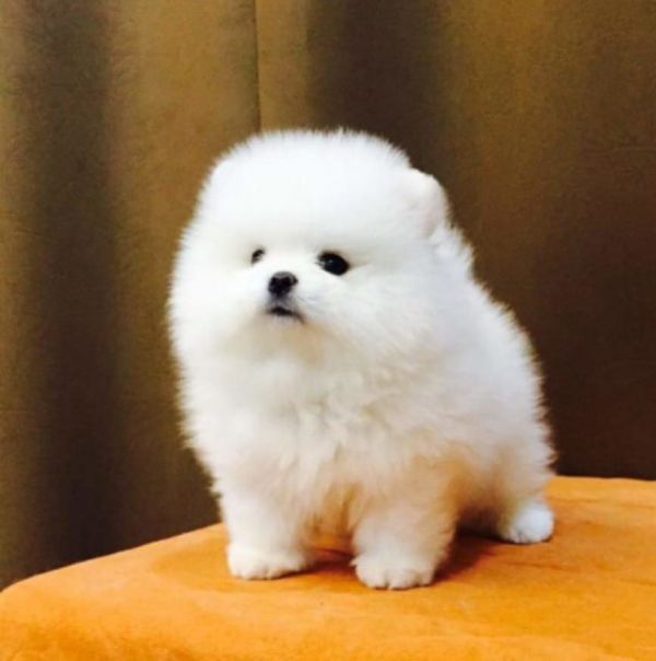 Cuccioli di pomeranian !!!