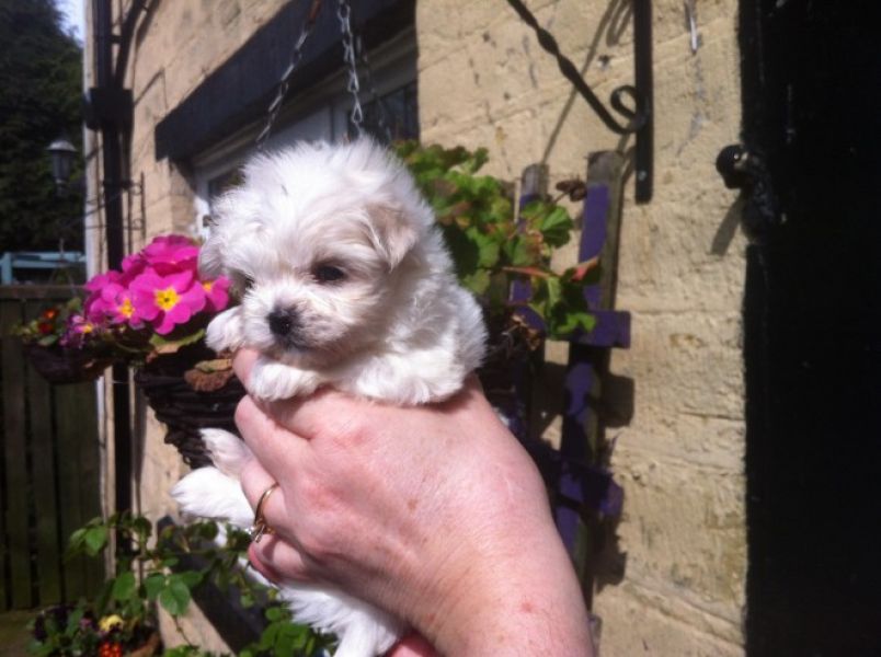 REGALO BELLISSIMI cuccioli maltese