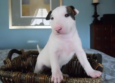    regalo cuccioli di bull terrier disponibili per l'adozione